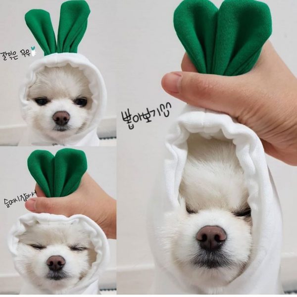Cute Fruit Dog Clothes For Small Dogs Hoodies - Image 8
