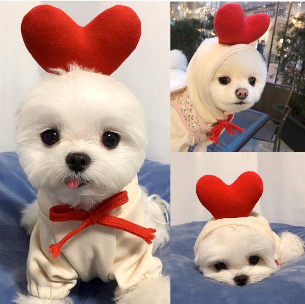 Cute Fruit Dog Clothes For Small Dogs Hoodies - Image 2
