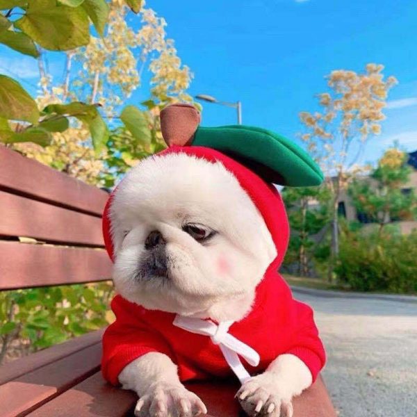 Cute Fruit Dog Clothes For Small Dogs Hoodies - Image 10