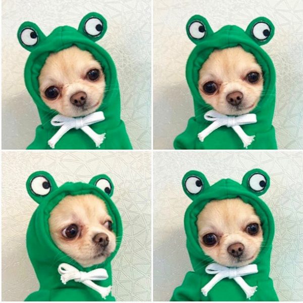 Cute Fruit Dog Clothes For Small Dogs Hoodies - Image 3