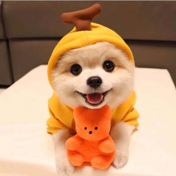 Cute Fruit Dog Clothes For Small Dogs Hoodies - Image 5